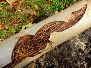 A split drainage pipe with twigs and branches in it